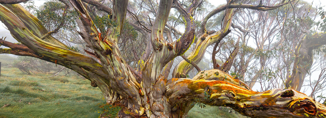 Majestic snow gum tree amidst snowy mountains, displaying textured bark and adorned with frosty twigs, contrasted against a misty backdrop.