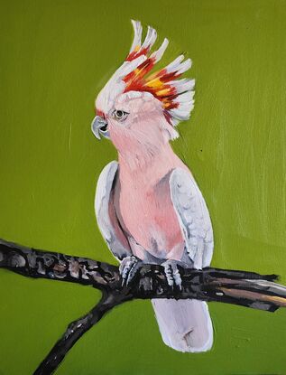 Study of a pink Cockatoo on a Branch against a plain green background.