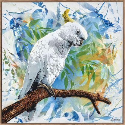 a native Australian sulphur crested cockatoo sits on a tree branch