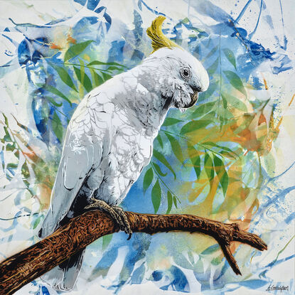 a native Australian sulphur crested cockatoo sits on a tree branch