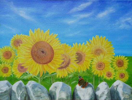 A dry stone wall with a Red Admiral butterfly in front of Sunflower on a sunny day