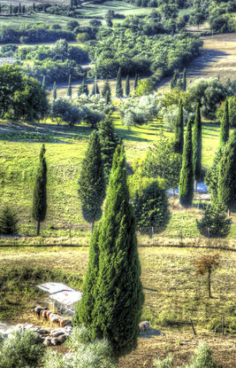 Farmhouse and fields Tuscany, Italy