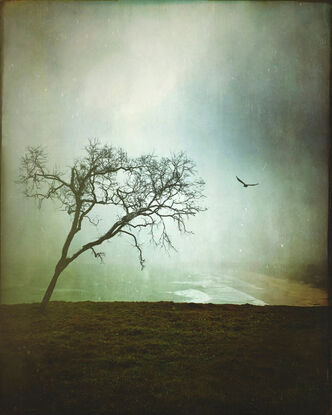 Beach and headland on a rainy misty day with tree and bird.