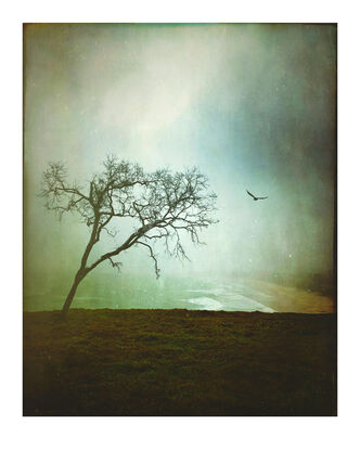 Beach and headland on a rainy misty day with tree and bird.