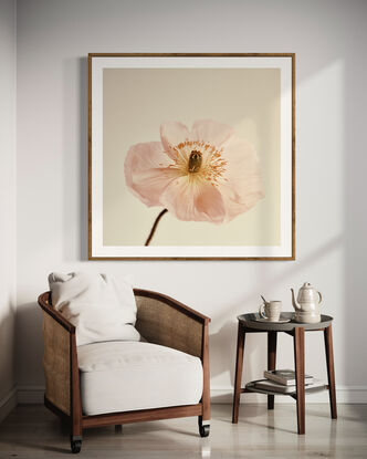 pink poppy flower photographed on a creamy white background