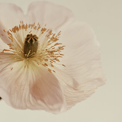 pink poppy flower photographed on a creamy white background