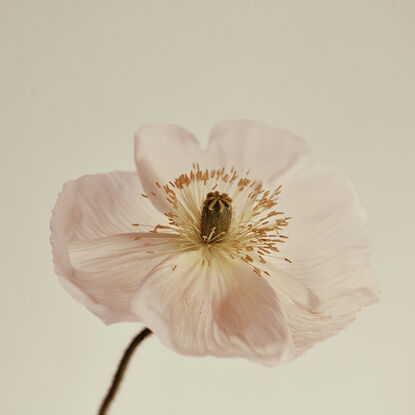 pink poppy flower photographed on a creamy white background