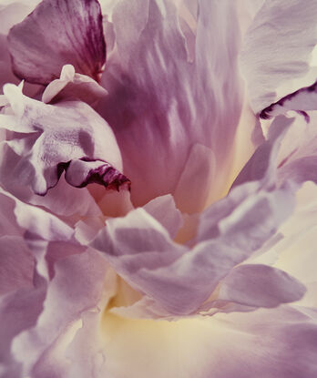 creamy peony flower with some pink highlights on a light creamy background