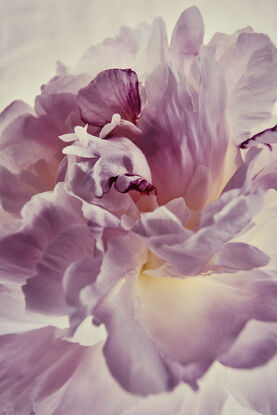 creamy peony flower with some pink highlights on a light creamy background