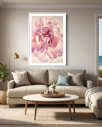 creamy and pink peony flower, blush colours, photographed on a creamy white background