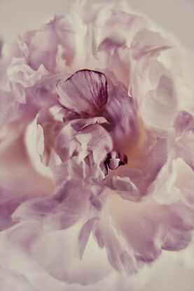 creamy and pink peony flower, blush colours, photographed on a creamy white background