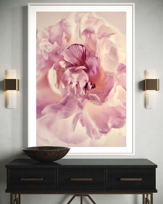 creamy and pink peony flower, blush colours, photographed on a creamy white background