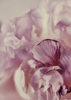 creamy and pink peony flower, blush colours, photographed on a creamy white background