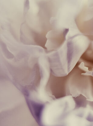 a creamy white peony flower photographed close up in an abstract way