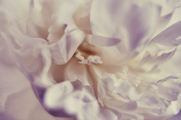 a creamy white peony flower photographed close up in an abstract way