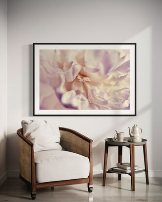 a creamy white peony flower photographed close up in an abstract way