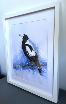 Australian Magpie bird sitting on a wire fence