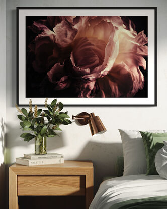 a pink peony photographed in dark moody lighting with dark background 