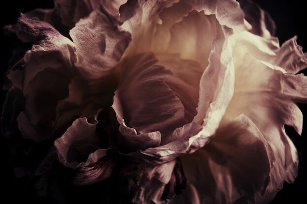 a pink peony photographed in dark moody lighting with dark background 