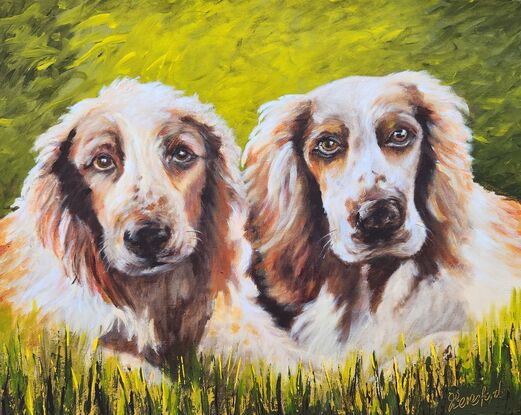 Two dogs looking at you
Green background
Red and white Spaniels dogs