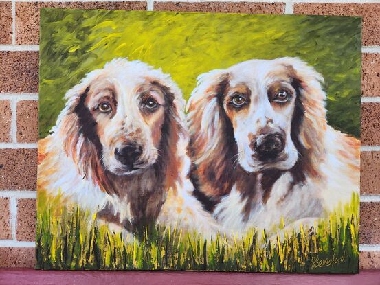 Two dogs looking at you
Green background
Red and white Spaniels dogs