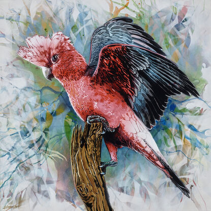 a native Australian sulphur crested cockatoo sits on a tree branch