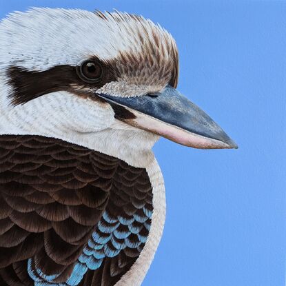 A painting of an Australian Laughing kookaburra profile and upper body against a sky blue background. Framed in Tasmanian oak.