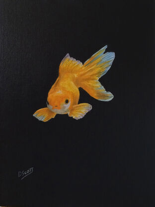 Goldfish illuminated in the Darkness of water