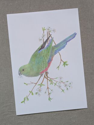 A drawing using coloured pencils of a female king parrot showing her full body from behind hanging head down from a branch covered in white blossoms.  