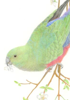 A drawing using coloured pencils of a female king parrot showing her full body from behind hanging head down from a branch covered in white blossoms.  