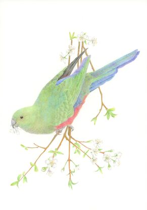 A drawing using coloured pencils of a female king parrot showing her full body from behind hanging head down from a branch covered in white blossoms.  