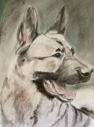 Portrait of a Norwegian Elkhound dog.