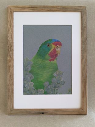 A portrait of a swift parrot. Swift parrots are mostly green with some red, blue, yellow and purple colour patterns.  The swift parrot sits  behind eucalypt leaves.  Drawn with coloured pencils on coloured paper.  Framed with a white mat board and wooden frame.