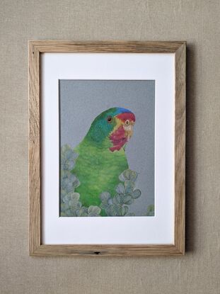 A portrait of a swift parrot. Swift parrots are mostly green with some red, blue, yellow and purple colour patterns.  The swift parrot sits  behind eucalypt leaves.  Drawn with coloured pencils on coloured paper.  Framed with a white mat board and wooden frame.