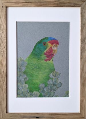 A portrait of a swift parrot. Swift parrots are mostly green with some red, blue, yellow and purple colour patterns.  The swift parrot sits  behind eucalypt leaves.  Drawn with coloured pencils on coloured paper.  Framed with a white mat board and wooden frame.