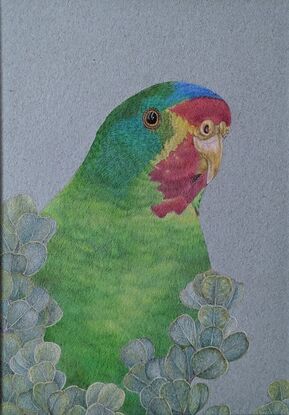 A portrait of a swift parrot. Swift parrots are mostly green with some red, blue, yellow and purple colour patterns.  The swift parrot sits  behind eucalypt leaves.  Drawn with coloured pencils on coloured paper.  Framed with a white mat board and wooden frame.