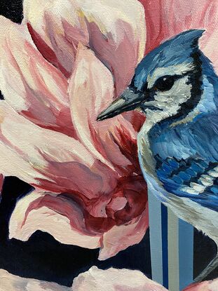 2 blue jays sitting among large pink magnolia blossoms against a charcoal background