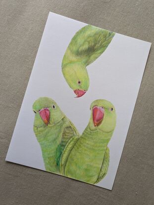 Three brightly coloured green Indian ringneck parrots with one of them hanging upside down.  A coloured pencil drawing on paper.