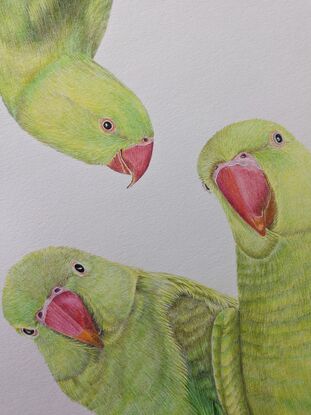 Three brightly coloured green Indian ringneck parrots with one of them hanging upside down.  A coloured pencil drawing on paper.