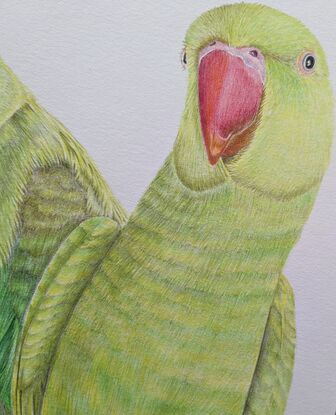 Three brightly coloured green Indian ringneck parrots with one of them hanging upside down.  A coloured pencil drawing on paper.