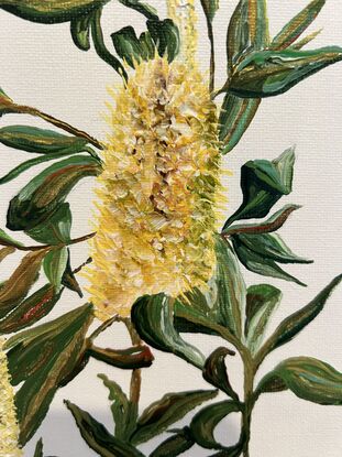 A beautiful yellow banksia 