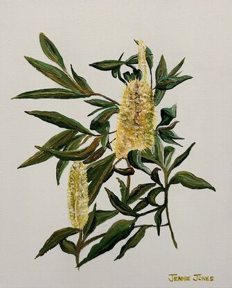 A beautiful yellow banksia 