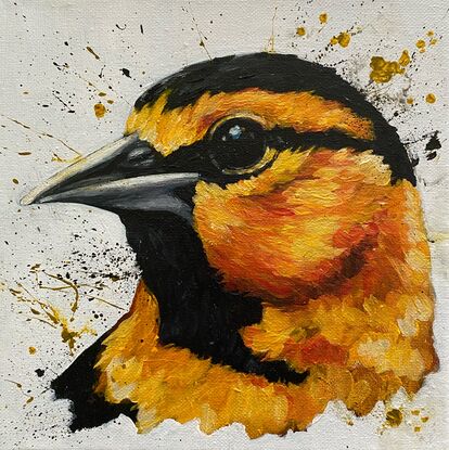 Oriole Bird portrait against white background paint splashes