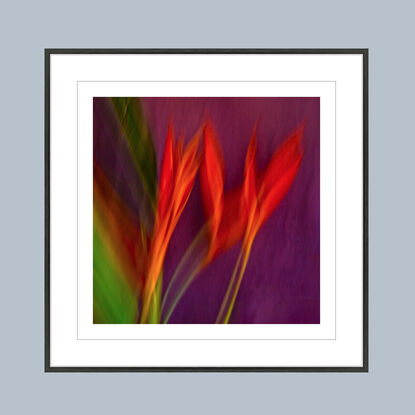 close up of Heliconia flower captured in abstract form