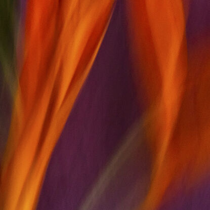 close up of Heliconia flower captured in abstract form