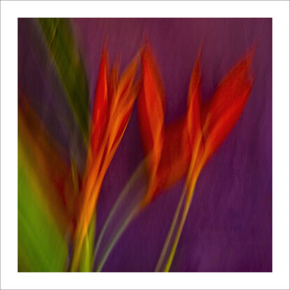 close up of Heliconia flower captured in abstract form