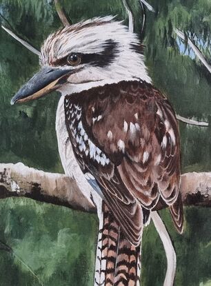 Two beautiful Australian kookaburras in the bush