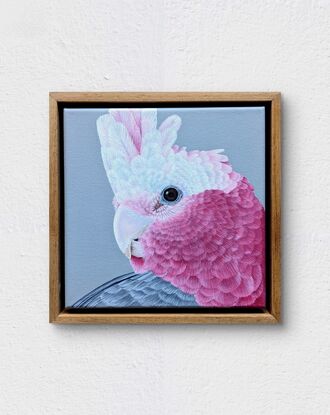 A square framed painting of an Australian pink and grey Galah with a grey background.  Frame is made from natural blackwood.  This is a close up side profile portrait.