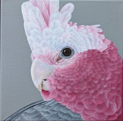 A square framed painting of an Australian pink and grey Galah with a grey background.  Frame is made from natural blackwood.  This is a close up side profile portrait.