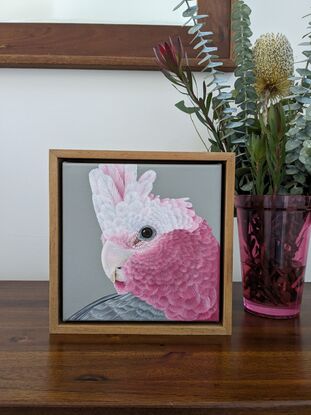 A square framed painting of an Australian pink and grey Galah with a grey background.  Frame is made from natural blackwood.  This is a close up side profile portrait.